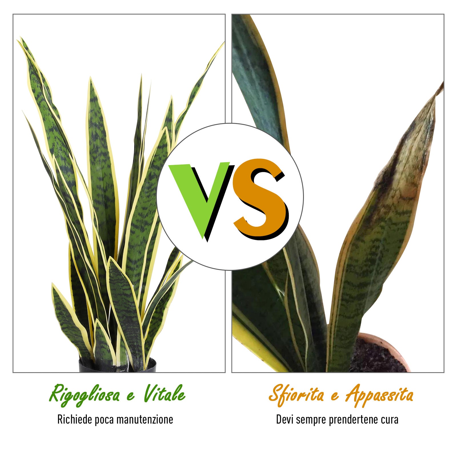 Artificial Sansevieria in Pot, Indoor and Outdoor Plant with 21 Leaves (Ø15cm x 77cm)