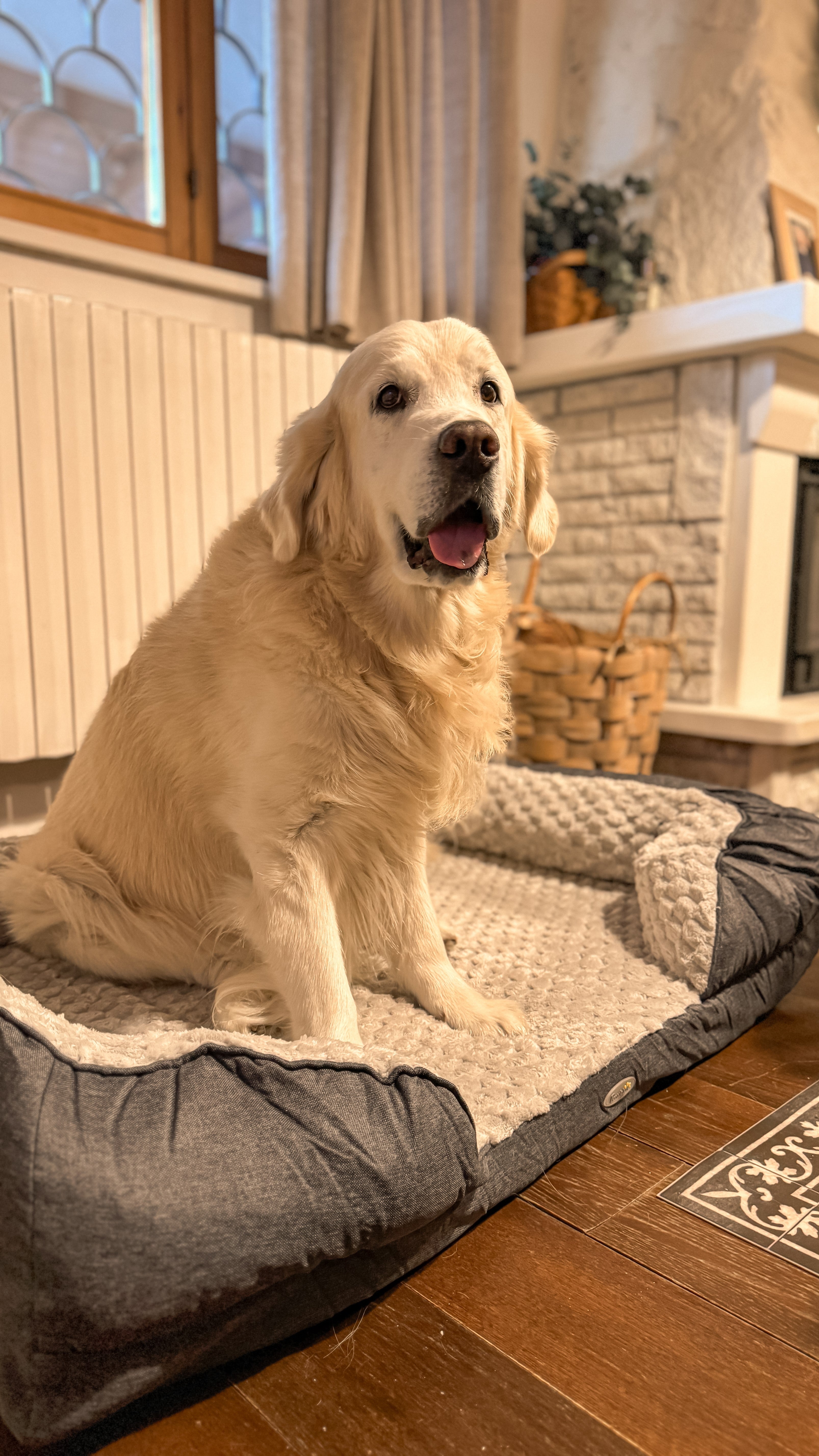 Dog sitting on a cushioned pet bed in a home setting