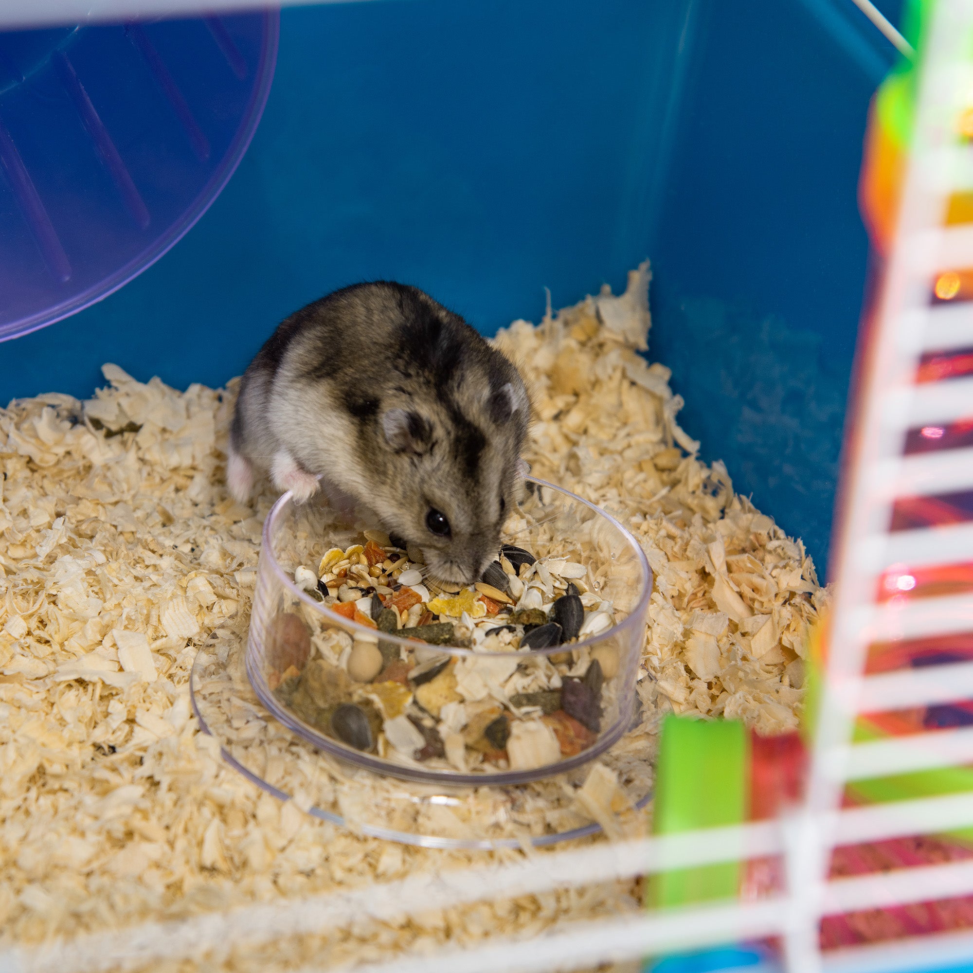 5-Level Hamster Cage with Tubes, House, Water Tank, Ramps, Bowl, Platforms, and Wheel, Rodent Cage with 2 Steel Handles, PP and PS, 59x36x69 cm, Blue