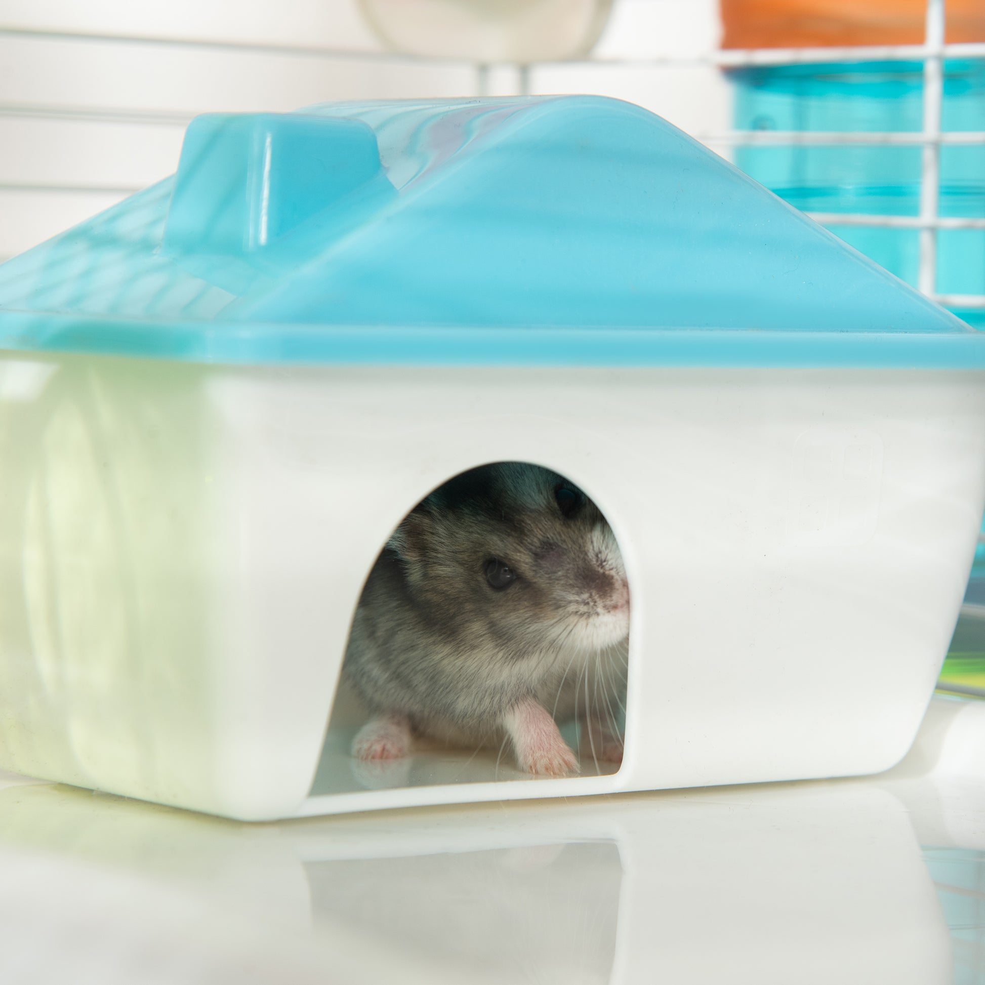 Hamster Cage with 4 Levels, Wheel, House, and Tubes, Rodent Cage in Steel, PP and PS with Transport Handles, 79x46x60 cm, Blue and White