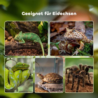 Terrarium for Reptiles Reptile Feeding Box Glass Terrarium Amphibians Arachnids with Thermometer Reptile Breeding Box Metal Black 50 x 30 x 25 cm