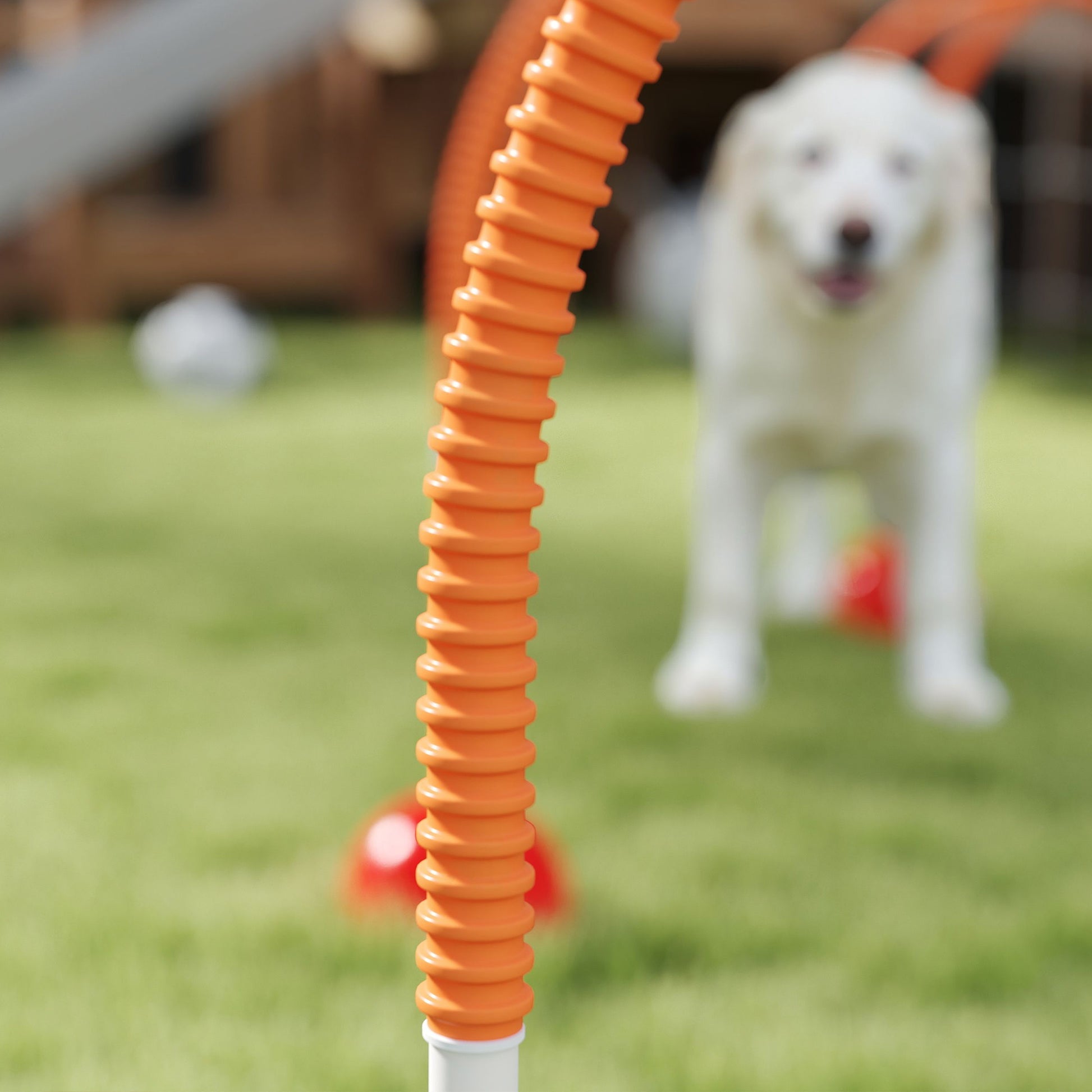 Dog Agility Equipment Kit, Dog Agility Kit with 4 Adjustable Width Doors, Carry Bag, Easy Assembly, Portable Dog Agility, Yellow and Orange