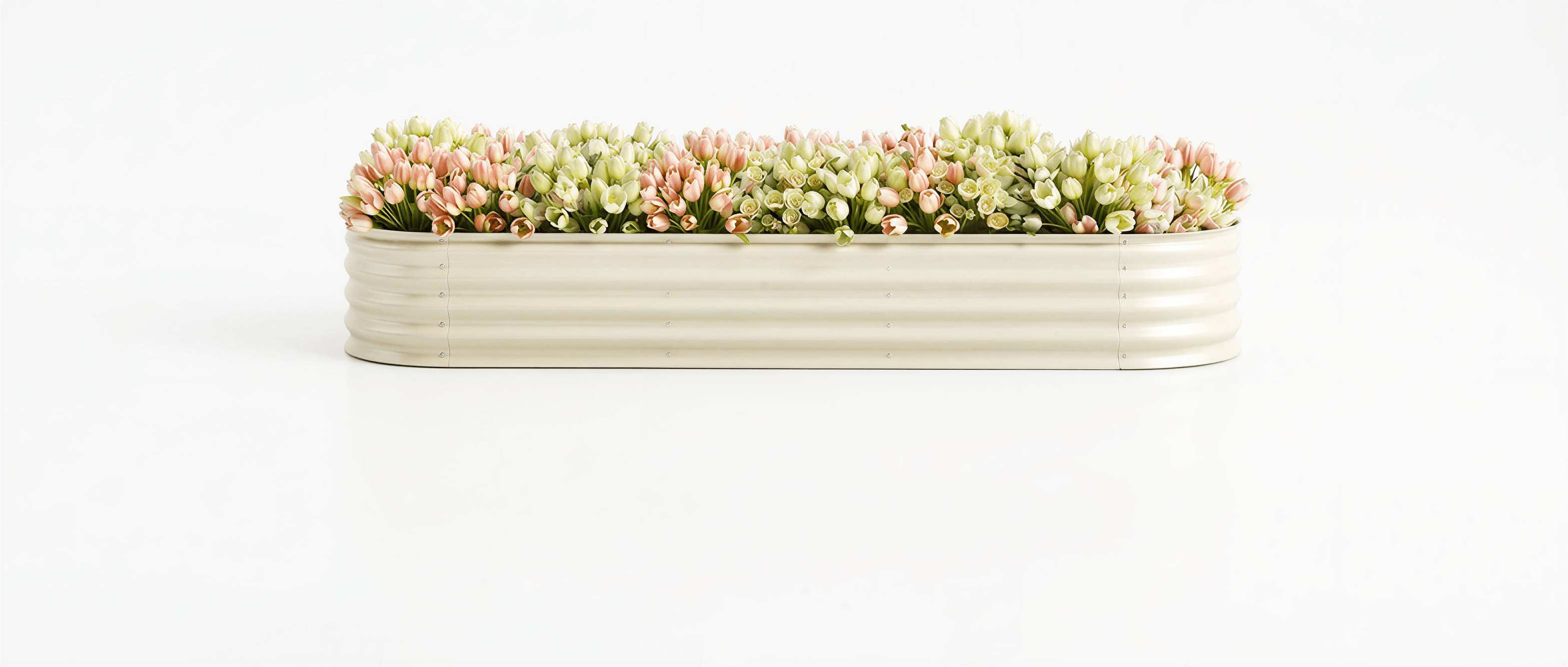 Rectangular planter with succulents on a white background