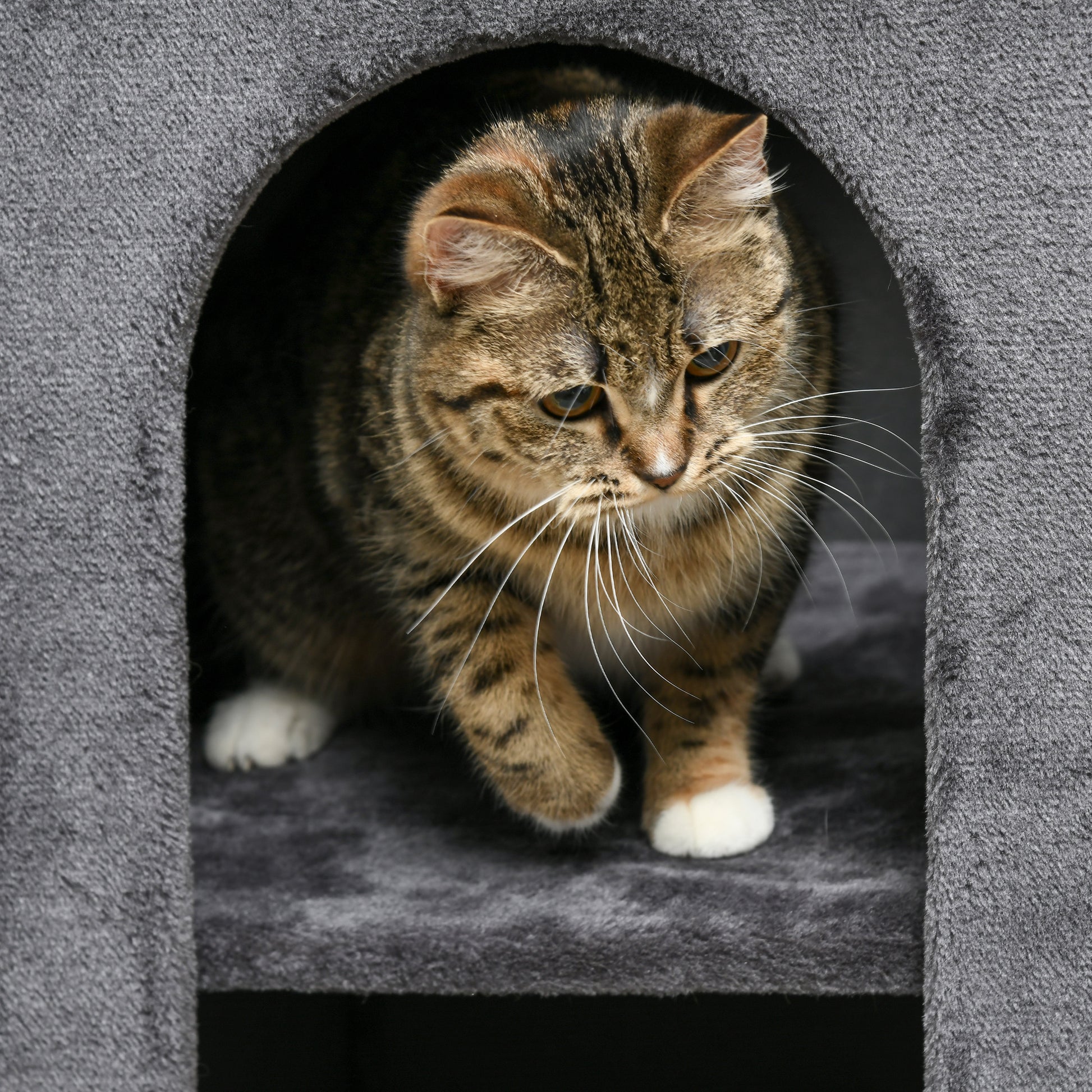 Scratching Post, Height 81 cm, Cat Scratching Tree with 2 Caves, Scratching Tower with Scratching Board, Cat Tower with 2 Levels, Cat Barrel for Cats up to 6 kg, Dark Gray