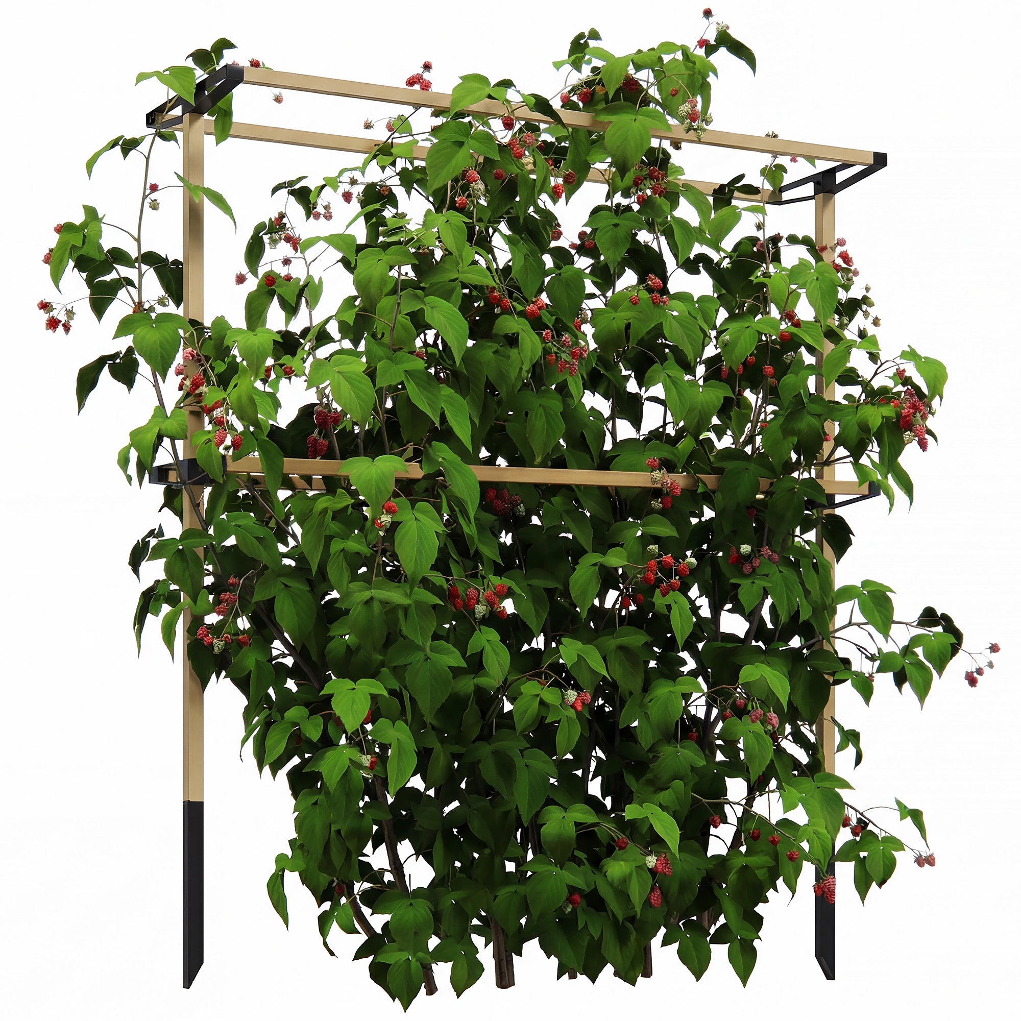 Metal Berry Trellis for Raspberries, Blackberries & Blueberries — Flexible, Expandable Support for Garden & Patio