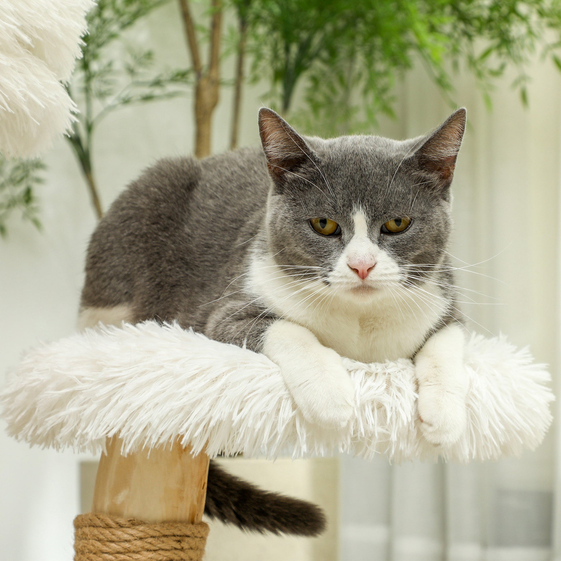 Scratching Post 61.5 cm high Cat Tree with Toy Ball, Beds, Cat Tower with Cat Scratching Board, for Cats under 5 kg, Pear Wood, White