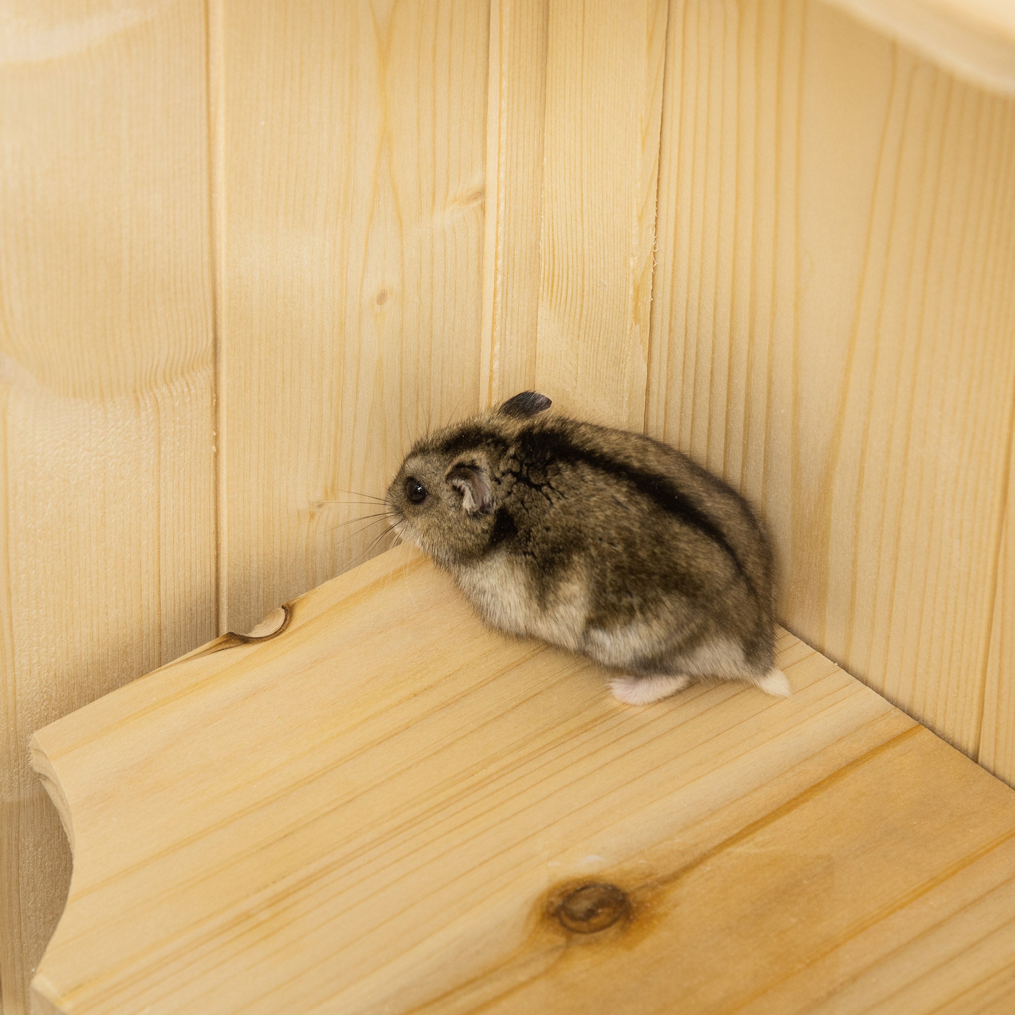 Hamster Cage made of Wood 5 Levels Rodent Terrarium Small Animal Cage with Wire Roof Ramps, Wooden Cage Mouse Cage Large Cage for Hamster Dwarf Hamster 60 x 40 x 120 cm Natural wood